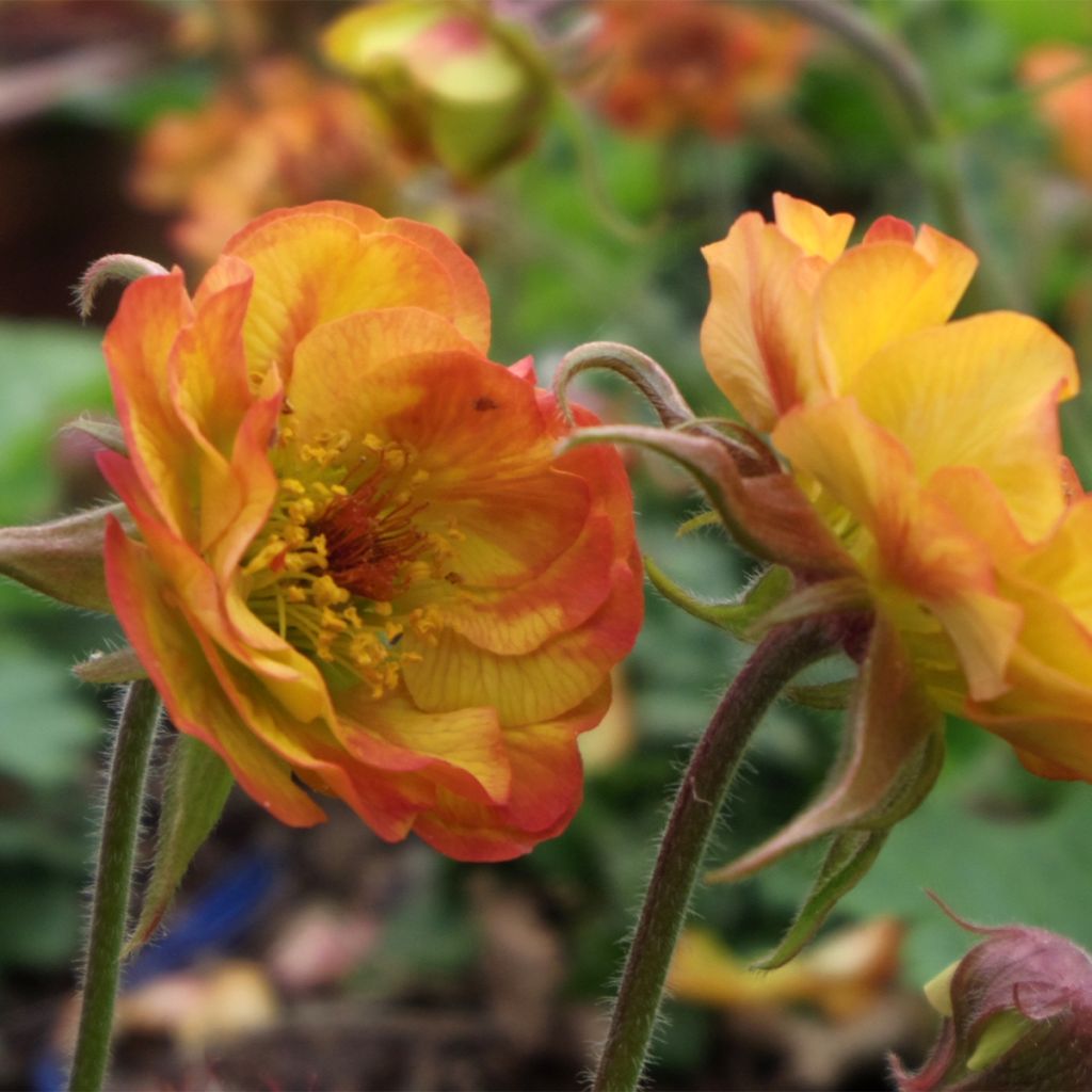 Geum Tutti Frutti - Hierba de San Benito