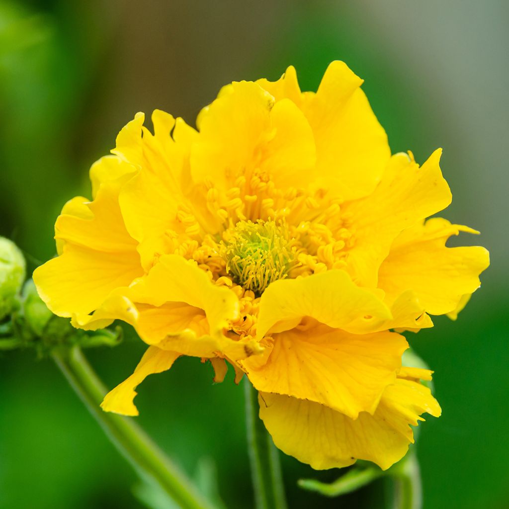 Geum chiloense Lady Stratheden - Hierba del Clavo