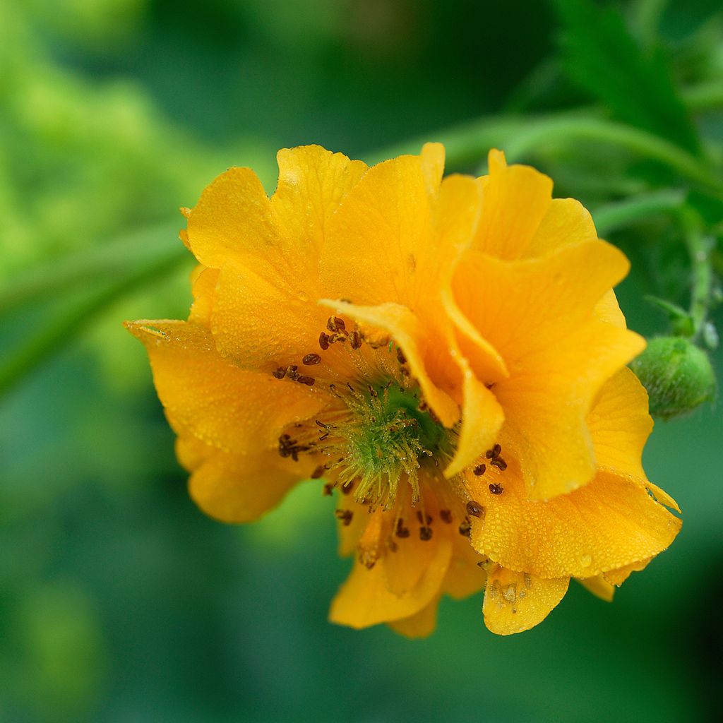 Geum chiloense Lady Stratheden - Hierba del Clavo