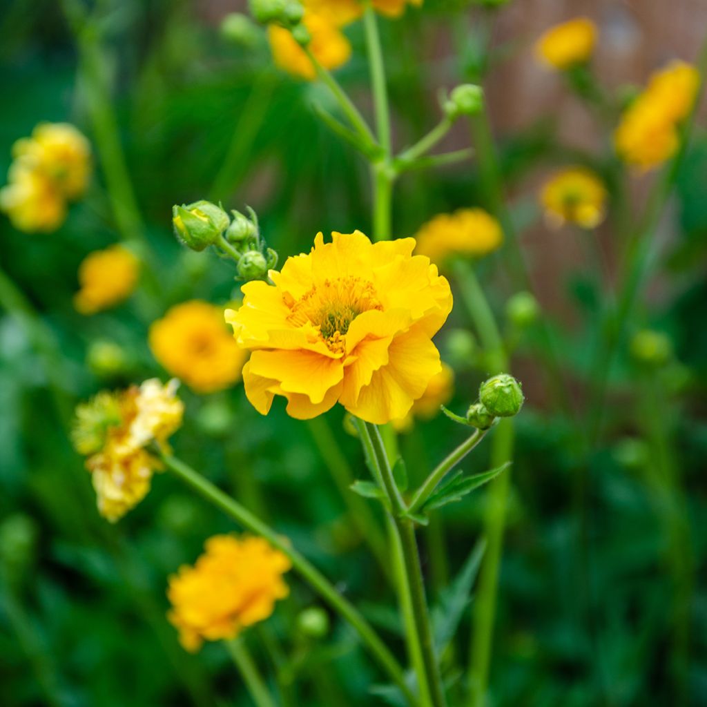 Geum chiloense Lady Stratheden - Hierba del Clavo