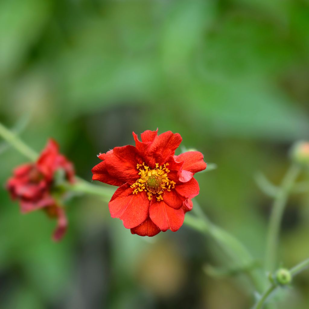 Geum chiloense Mrs Bradshaw - Hierba del Clavo