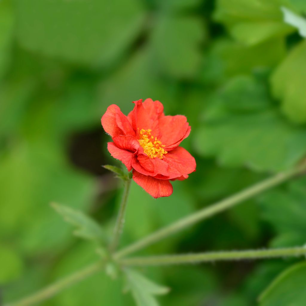 Geum chiloense Mrs Bradshaw - Hierba del Clavo