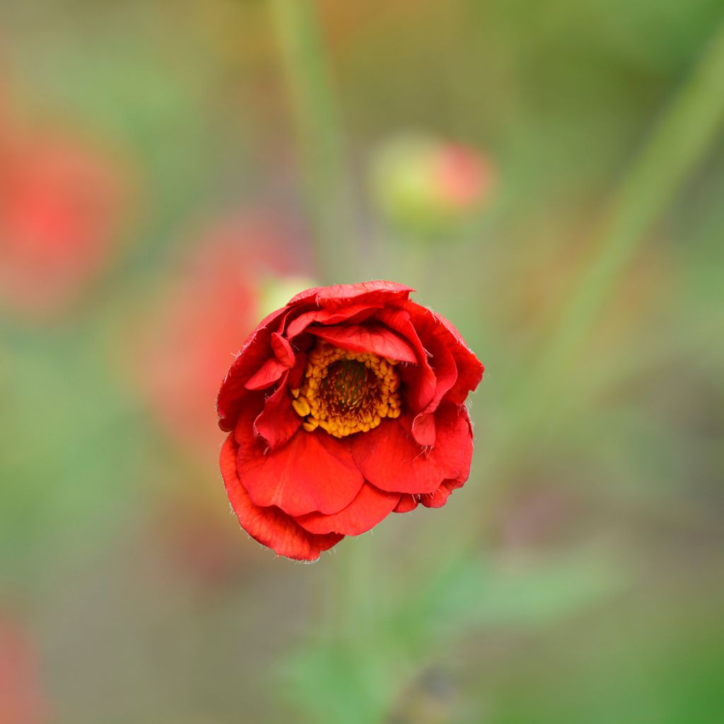 Geum chiloense Mrs Bradshaw - Hierba del Clavo