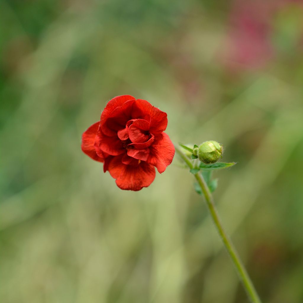 Geum chiloense Mrs Bradshaw - Hierba del Clavo