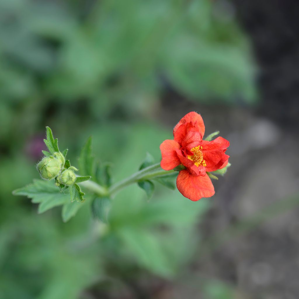 Geum chiloense Mrs Bradshaw - Hierba del Clavo