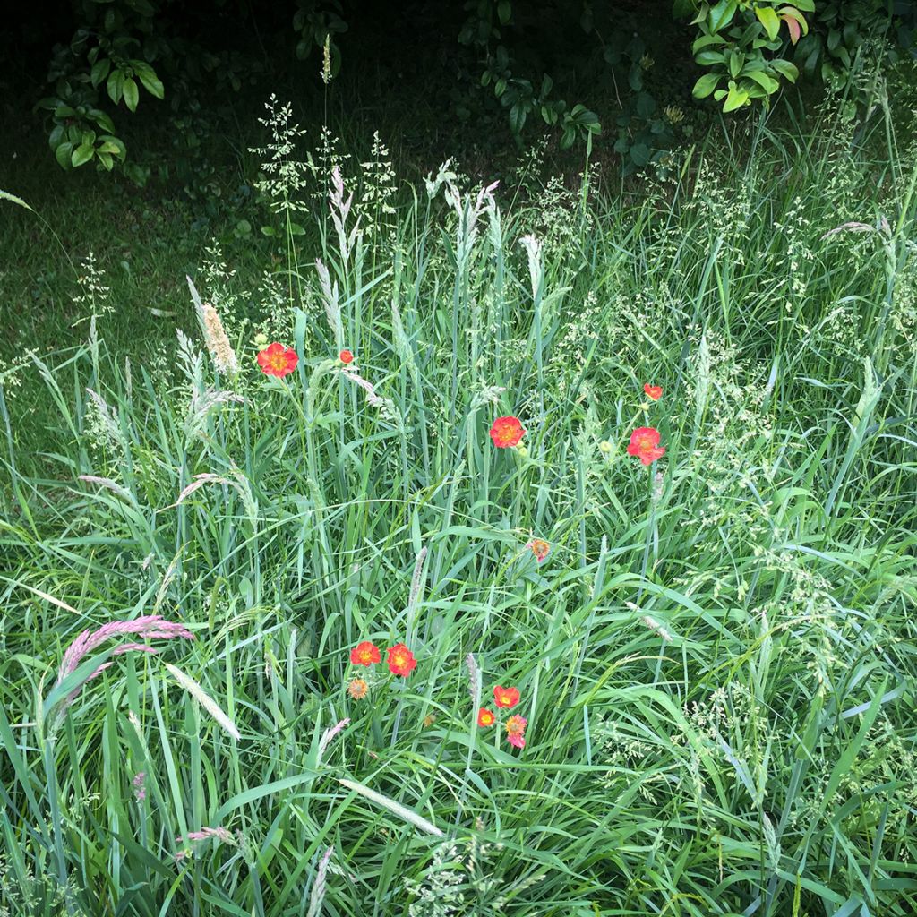 Geum chiloense Mrs Bradshaw - Hierba del Clavo