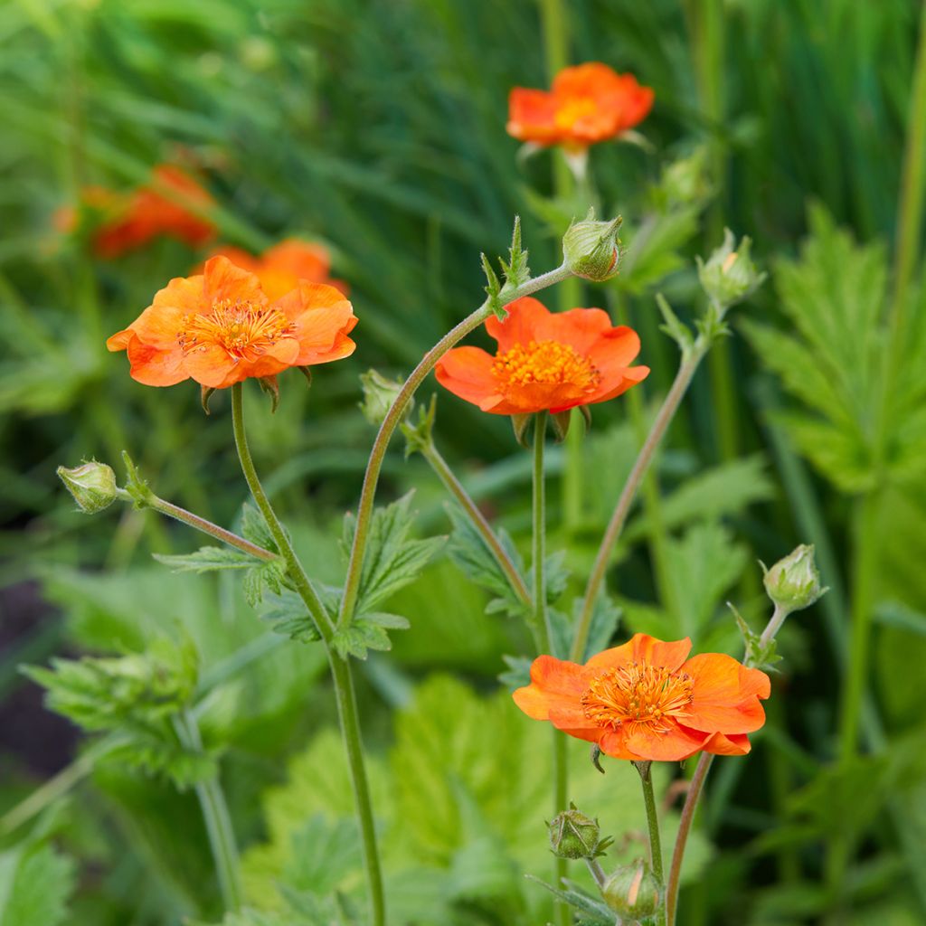 Geum coccineum Feuermeer - Hierba de San Benito