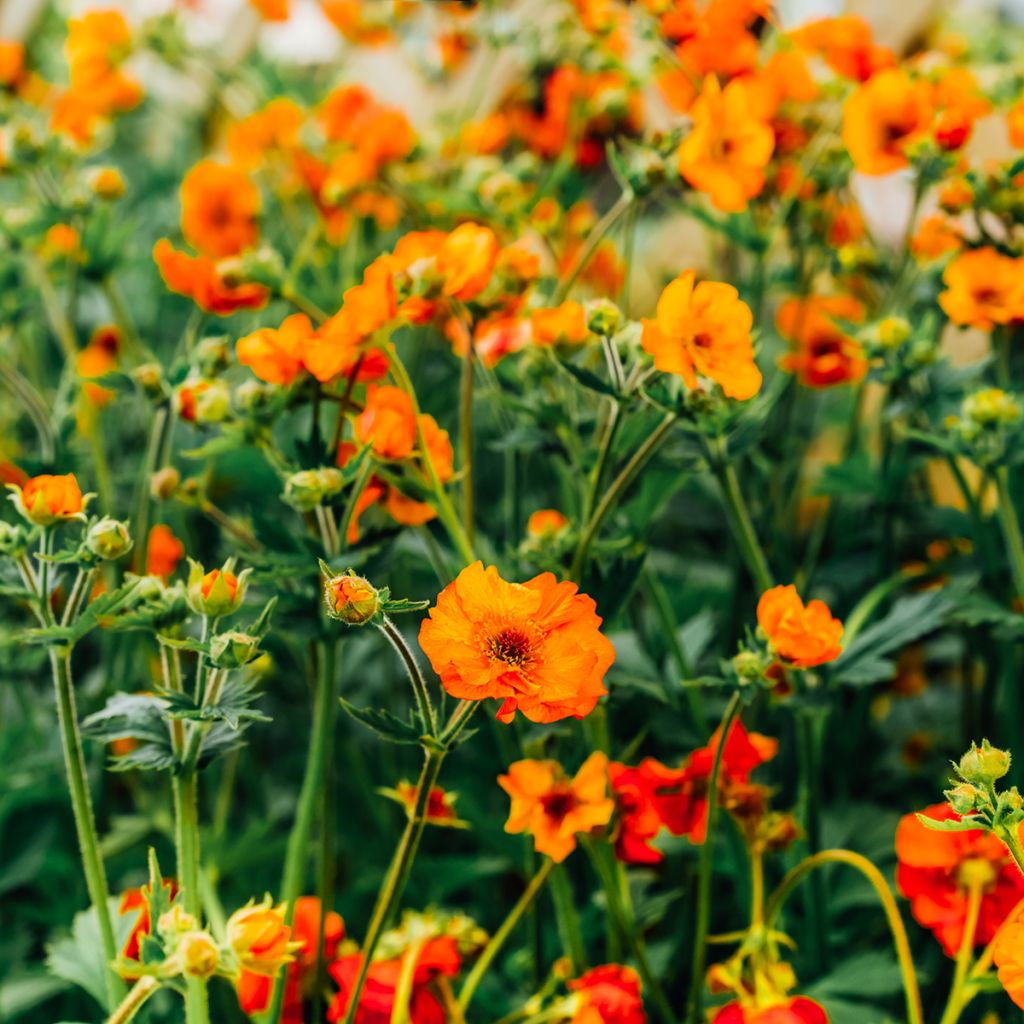 Geum coccineum Feuermeer - Hierba de San Benito