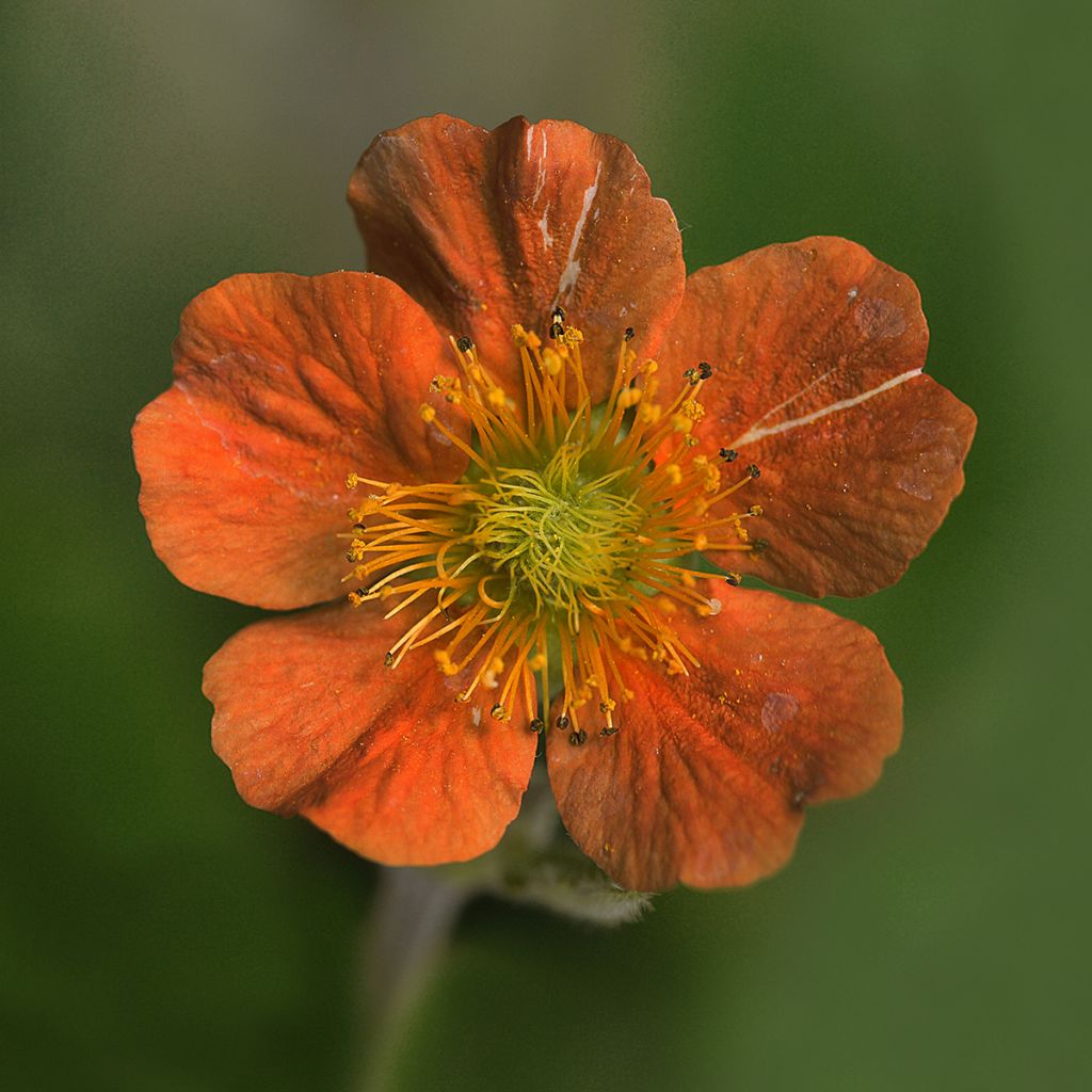 Geum coccineum Feuermeer - Hierba de San Benito