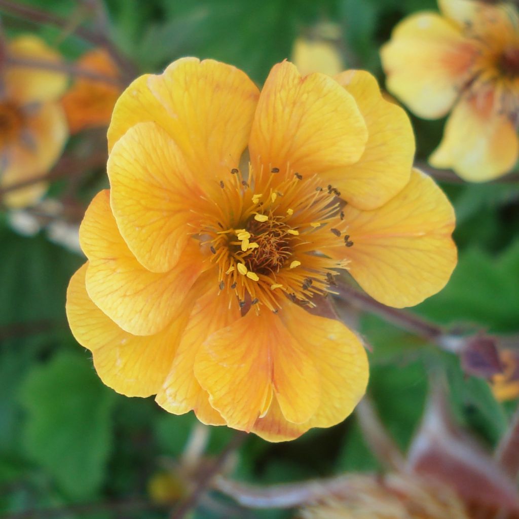 Geum coccineum Karlskaer - Benoîte jaune orangé