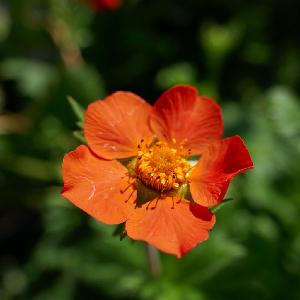 Geum coccineum Koi - Hierba de San Benito