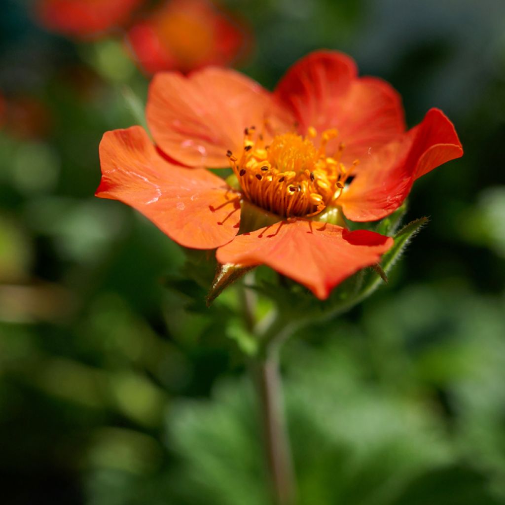 Geum coccineum Koi - Hierba de San Benito