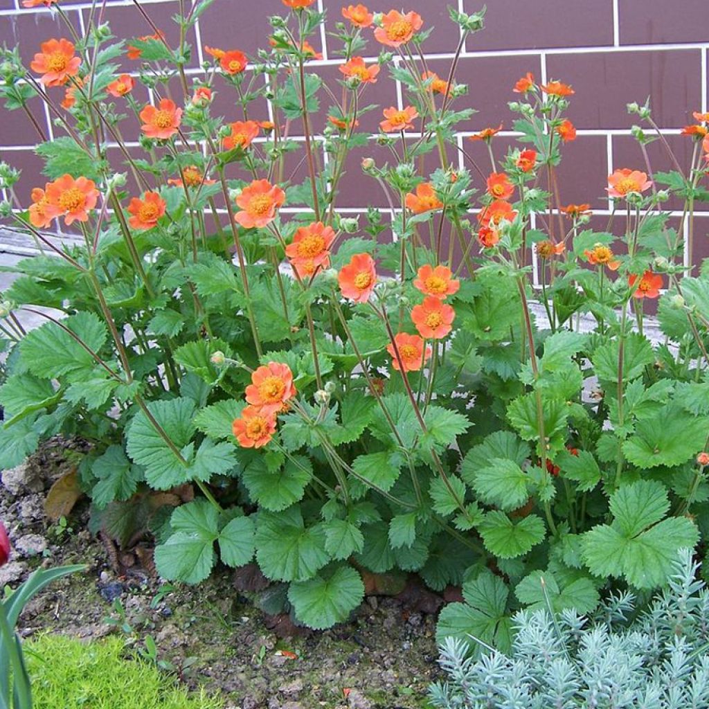 Benoîte, Geum coccineum Werner Arends