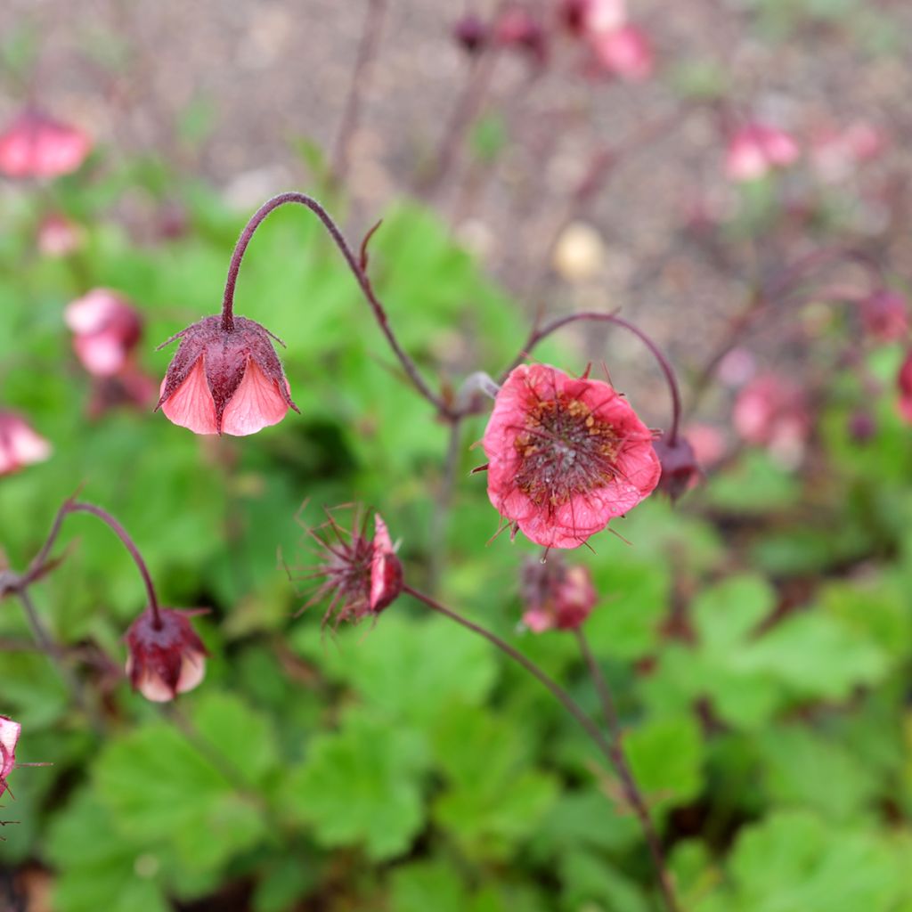 Geum rivale Leonard's Variety - Hierba de San Benito