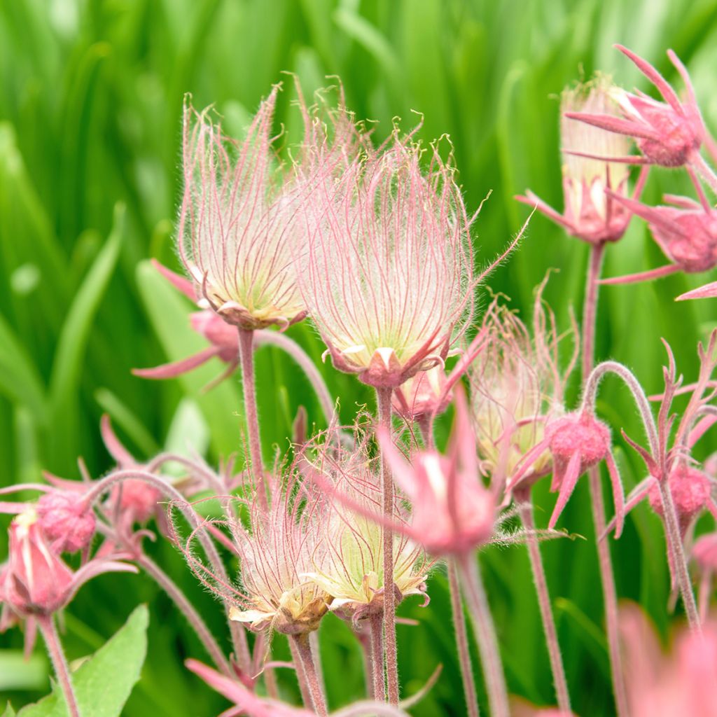 Geum triflorum - Hierba de la pradera