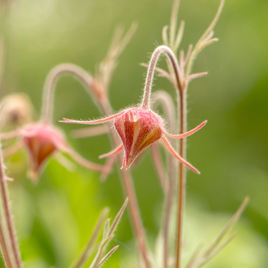 Geum triflorum - Hierba de la pradera