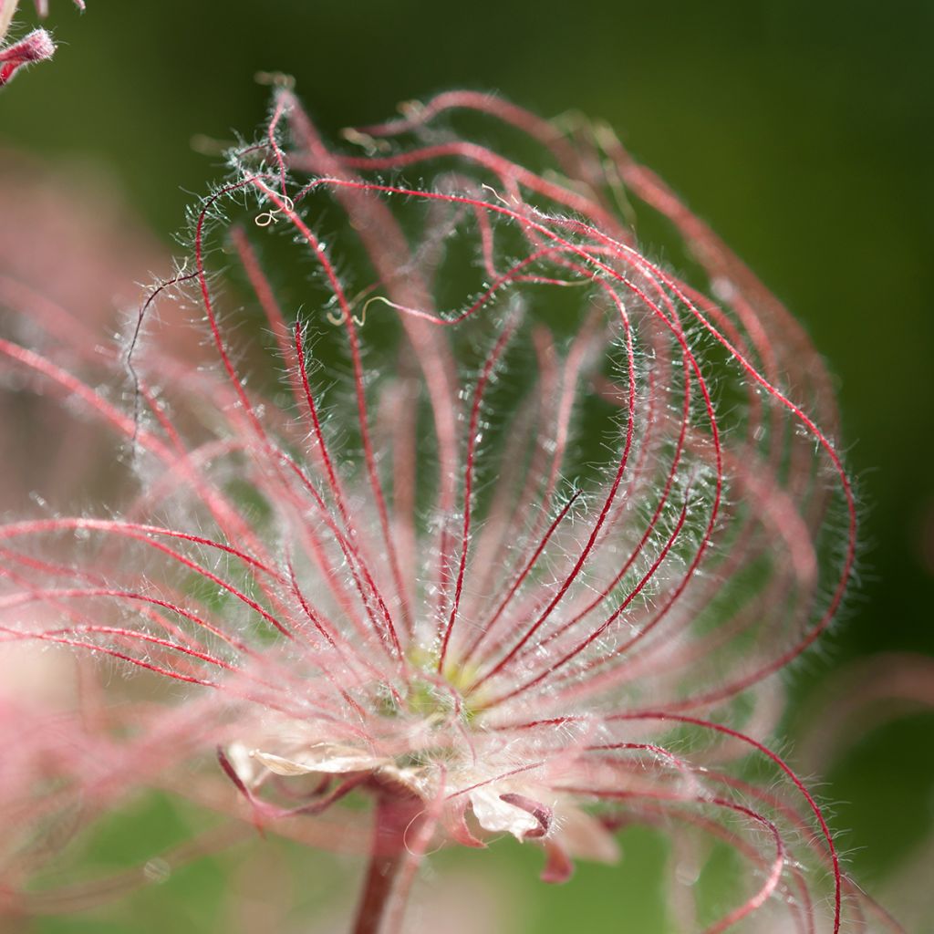 Geum triflorum - Hierba de la pradera