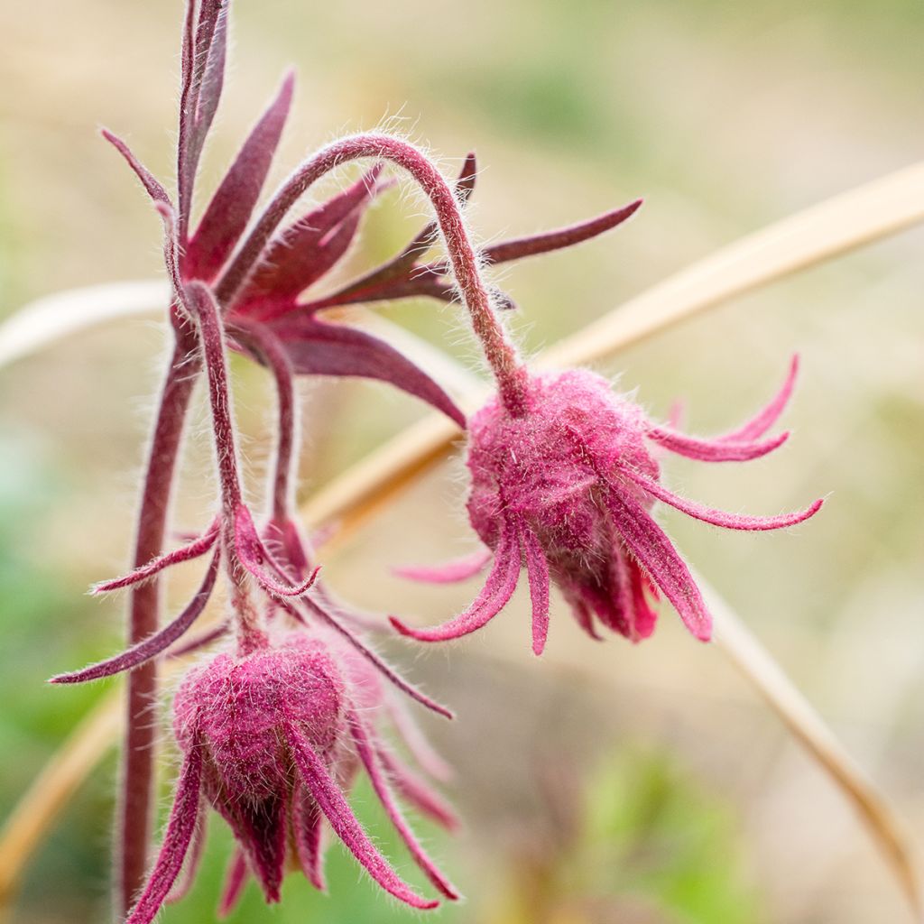 Geum triflorum - Hierba de la pradera