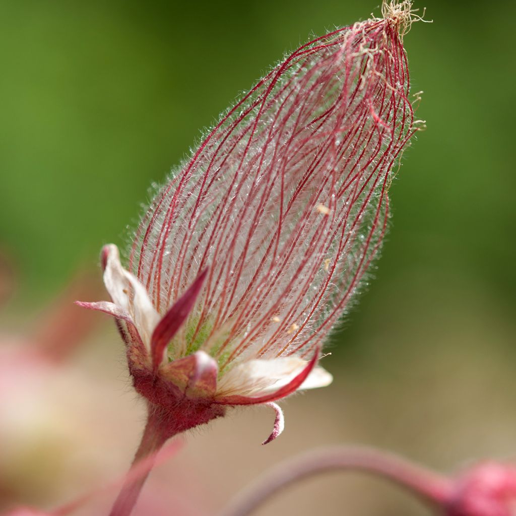 Geum triflorum - Hierba de la pradera