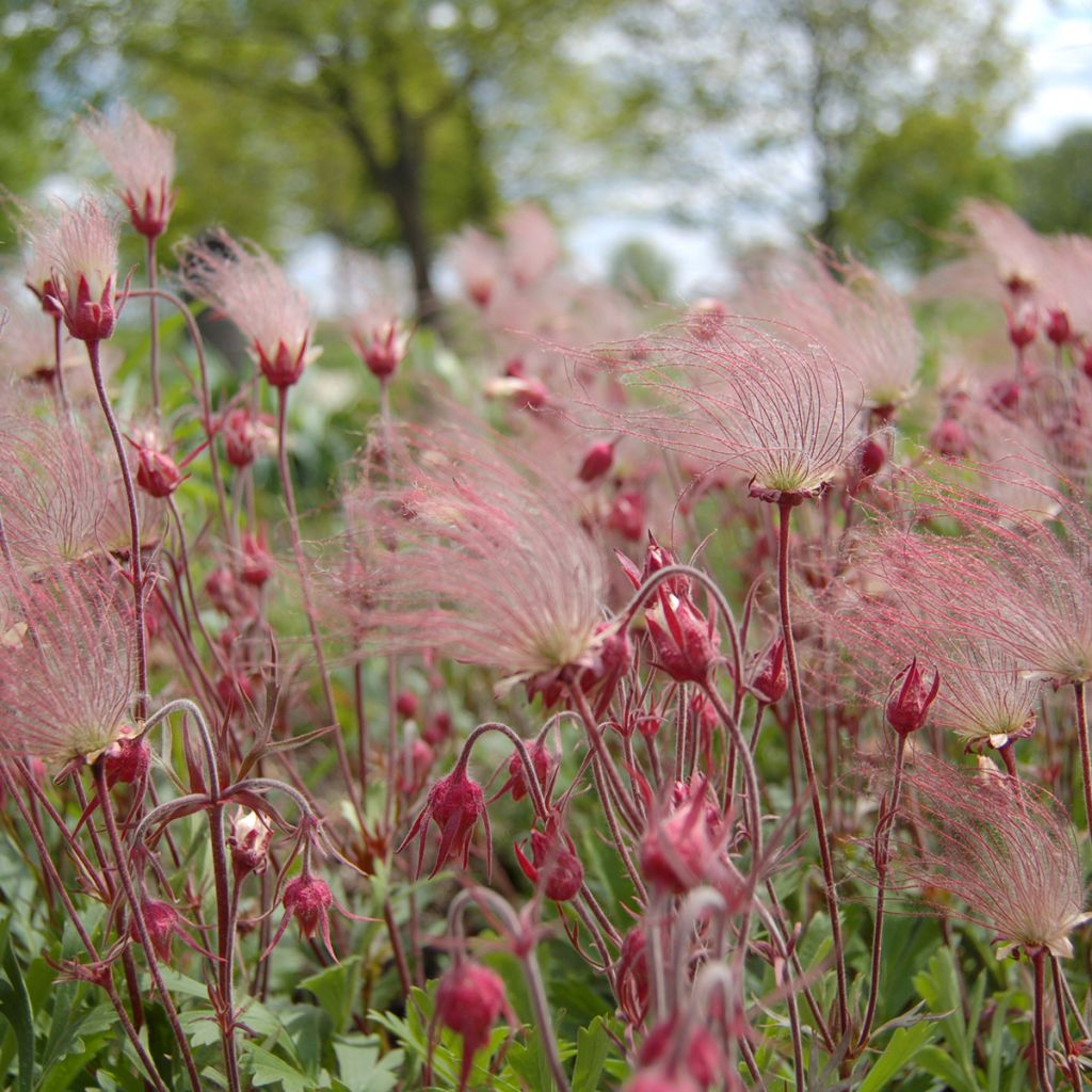 Geum triflorum - Hierba de la pradera