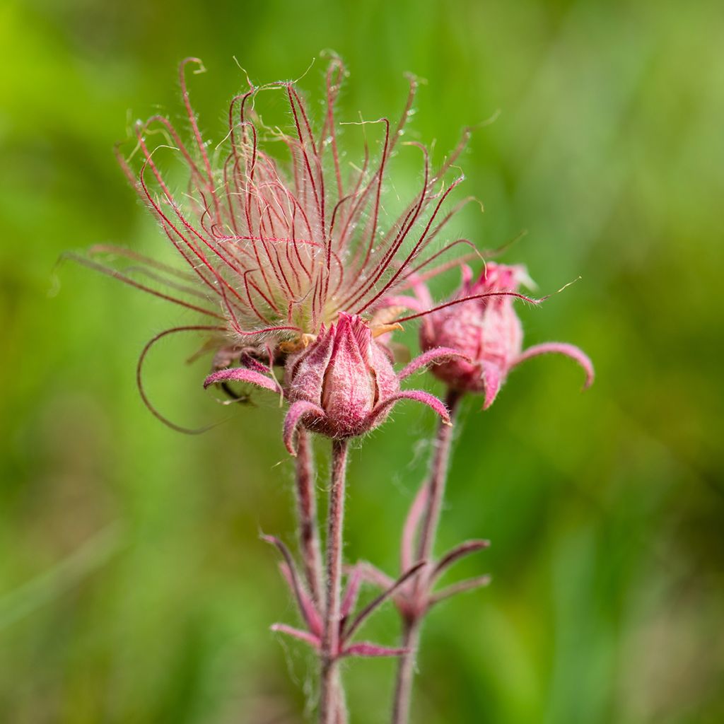 Geum triflorum - Hierba de la pradera