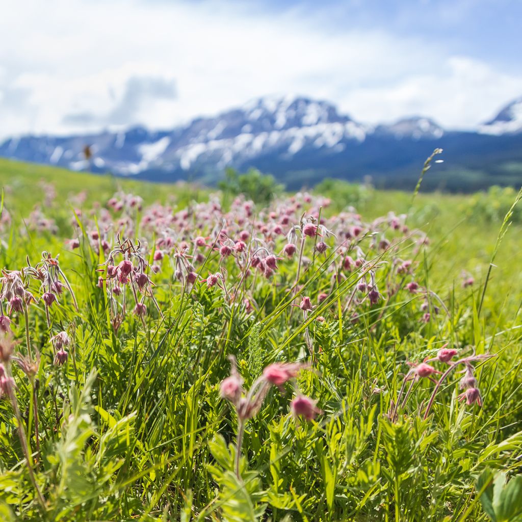 Geum triflorum - Hierba de la pradera