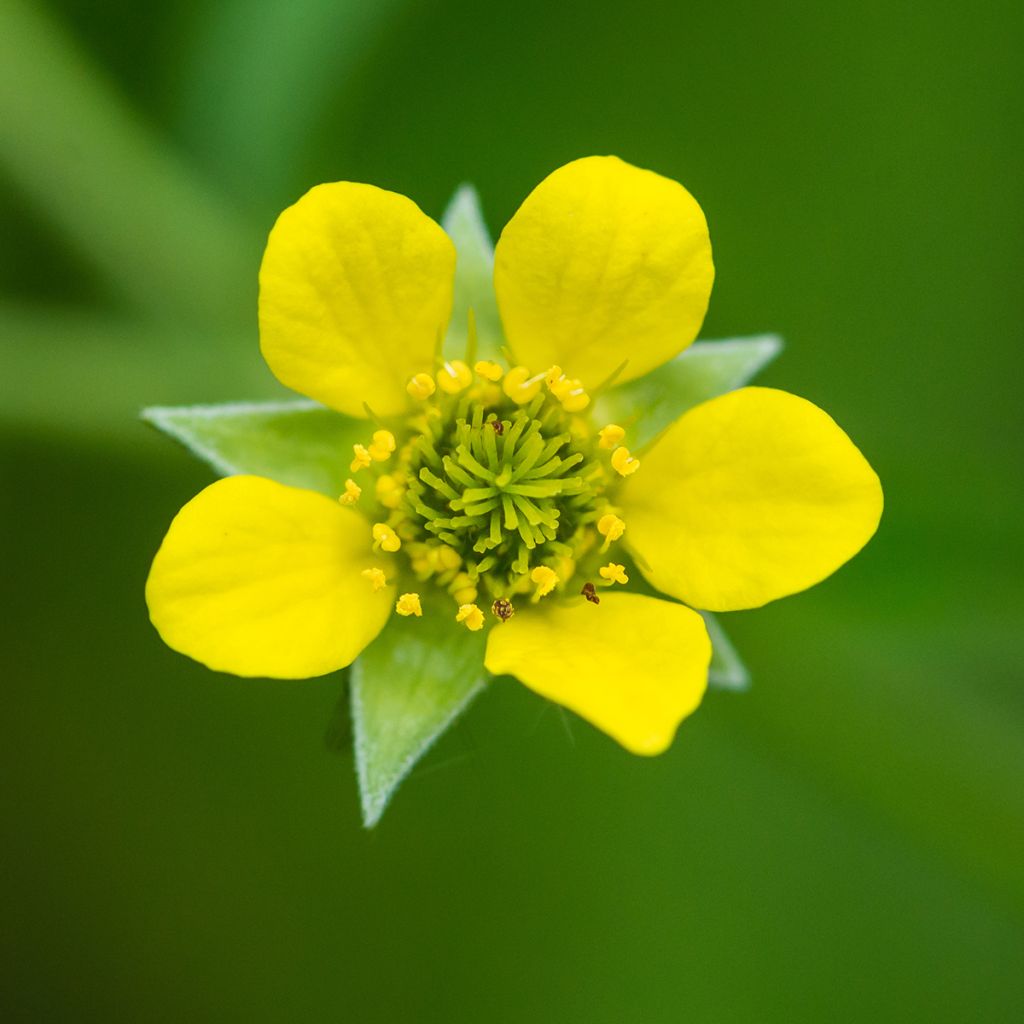 Geum urbanum - Cariofilada