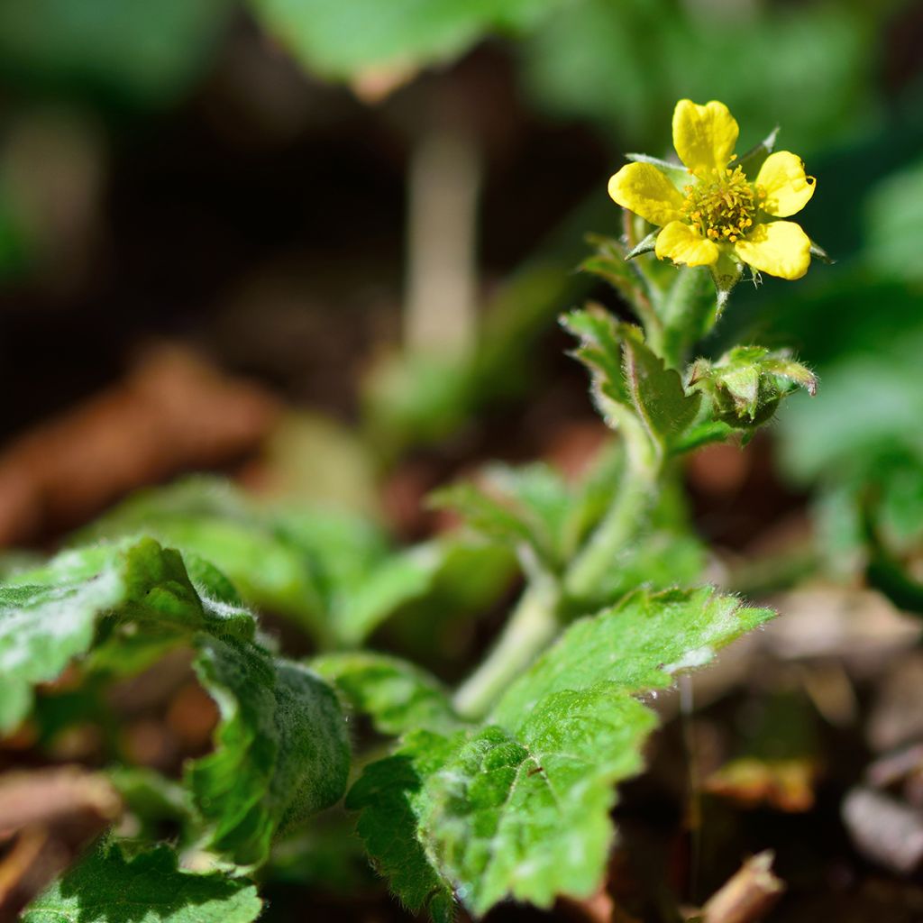 Geum urbanum - Cariofilada