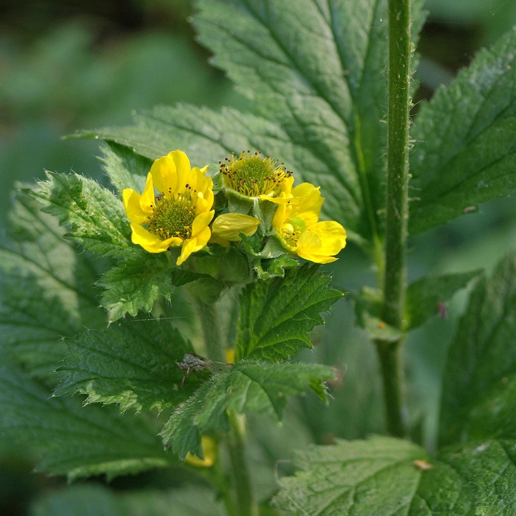 Geum urbanum - Cariofilada