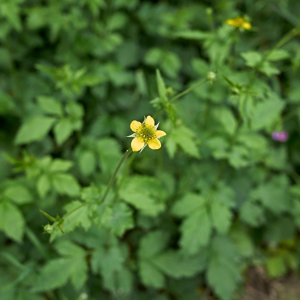 Geum urbanum - Cariofilada