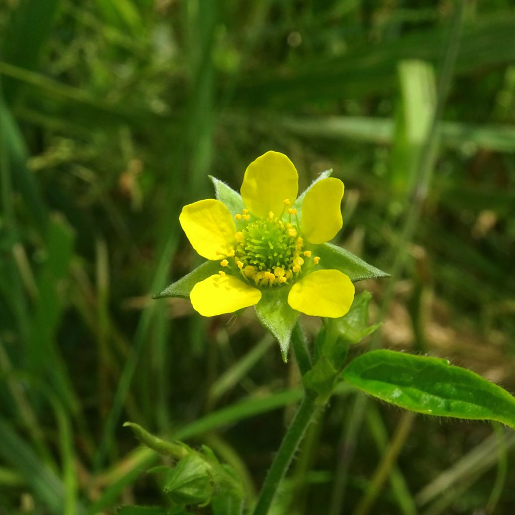 Geum urbanum - Cariofilada