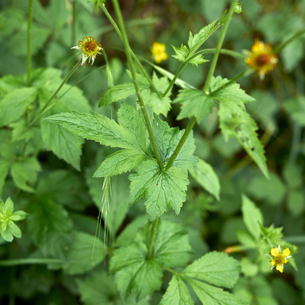 Geum urbanum - Cariofilada