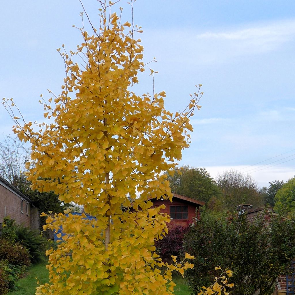 Ginkgo Biloba fastigiata Gold Flame® - Arbre aux quarante écus