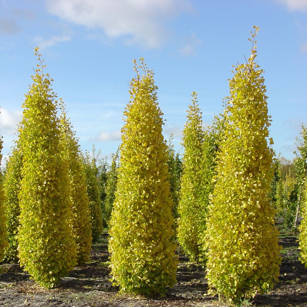 Ginkgo biloba Blagon - Arbre aux quarante écus