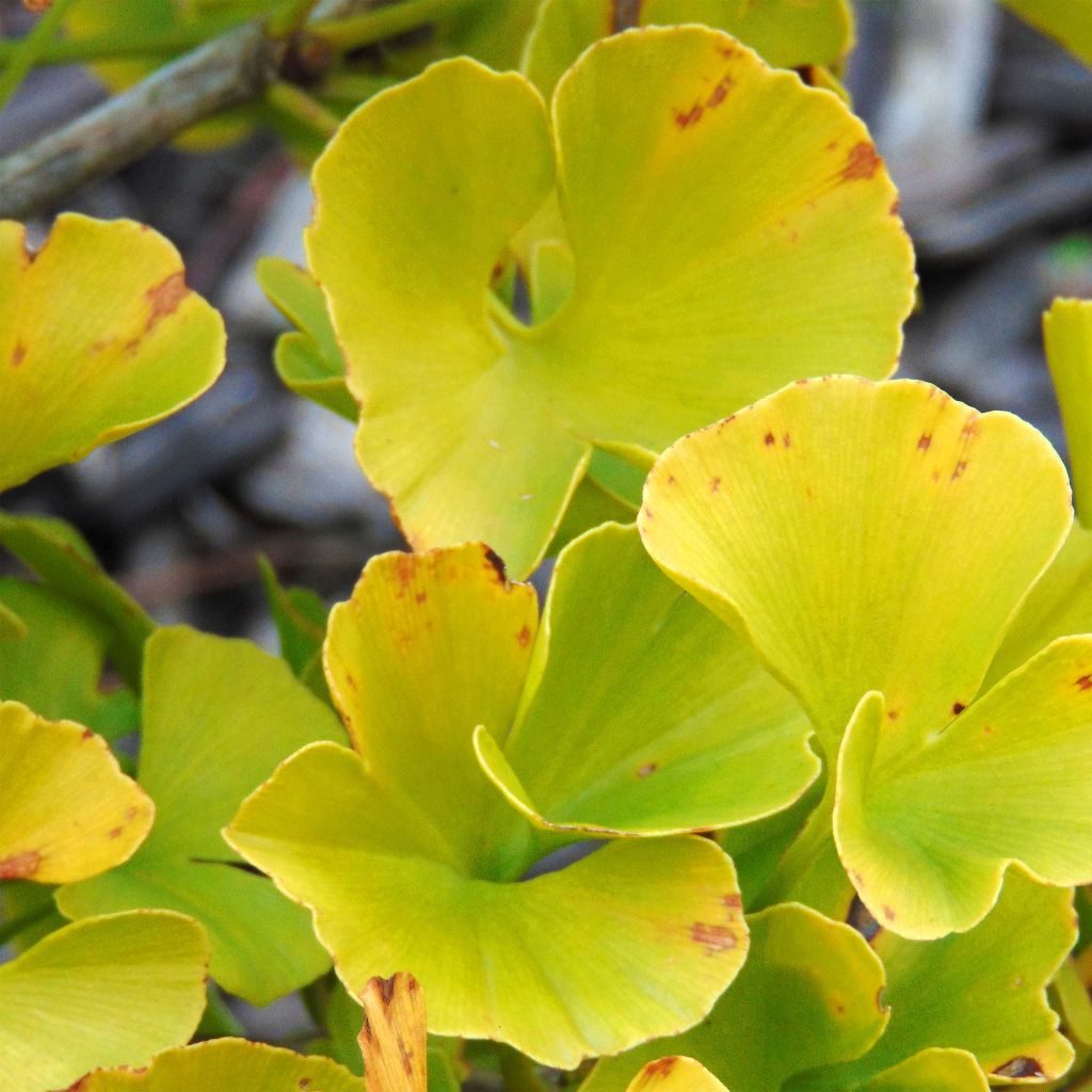 Ginkgo biloba Mariken - Arbre aux quarante écus  nain