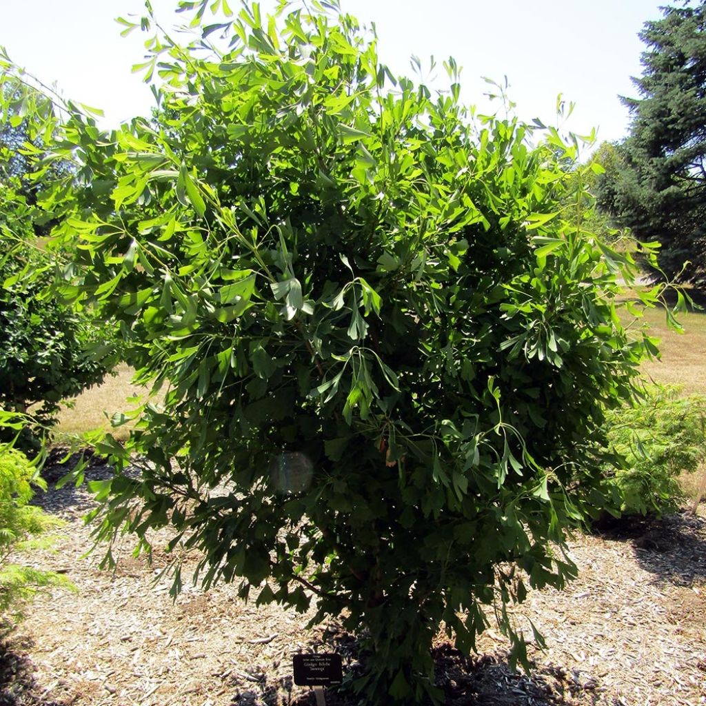 Ginkgo biloba Saratoga - Arbre aux quarante écus