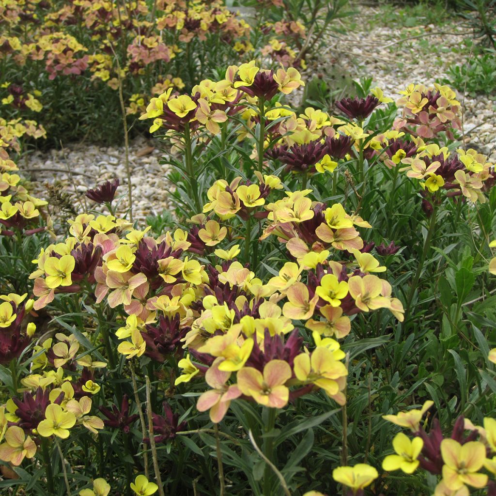 Giroflée, Erysimum John Codrington