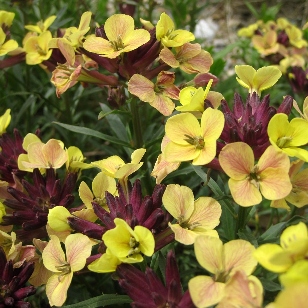 Giroflée, Erysimum John Codrington