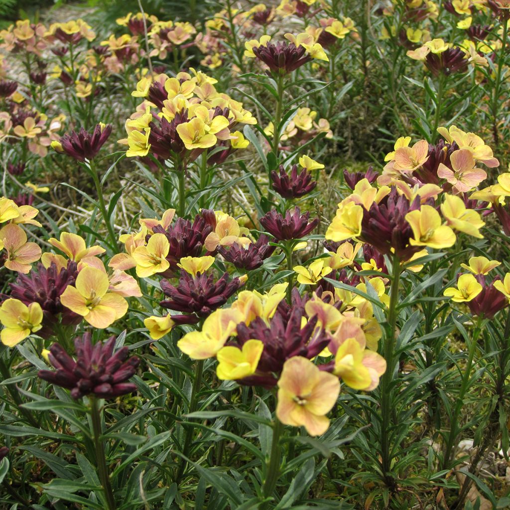 Giroflée, Erysimum John Codrington