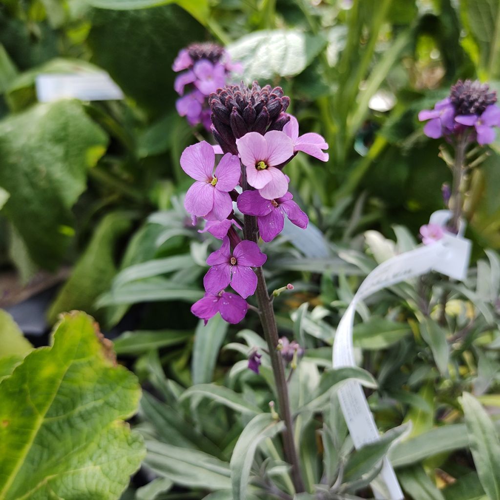 Erysimum Bowles Mauve - Alhelí