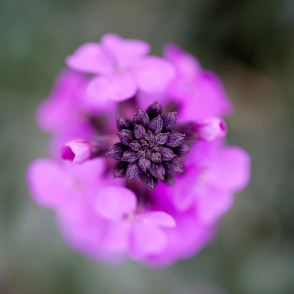 Erysimum Bowles Mauve - Alhelí