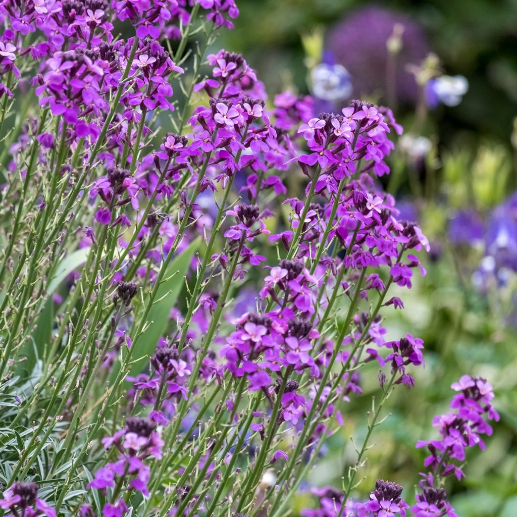 Erysimum Bowles Mauve - Alhelí