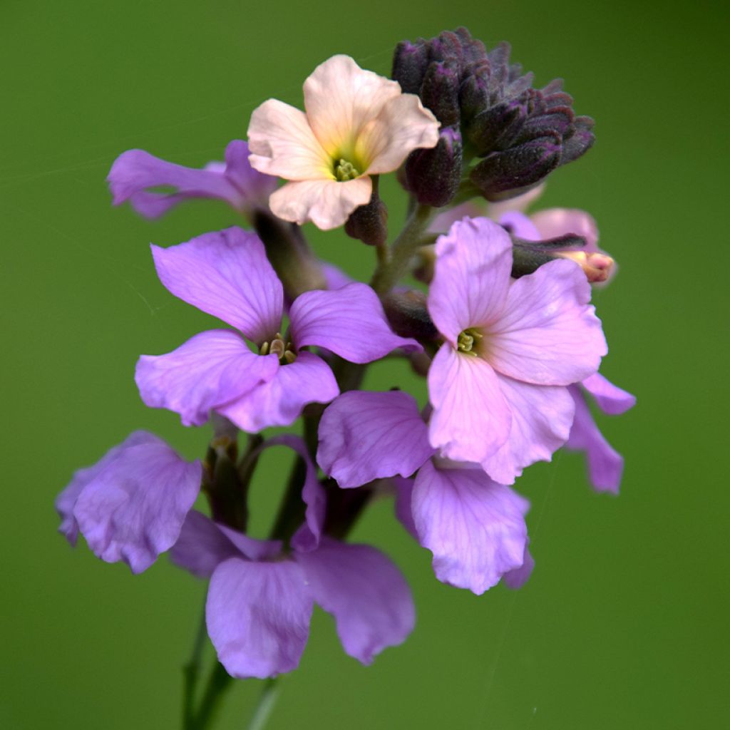 Erysimum Jenny Brook - Alhelí