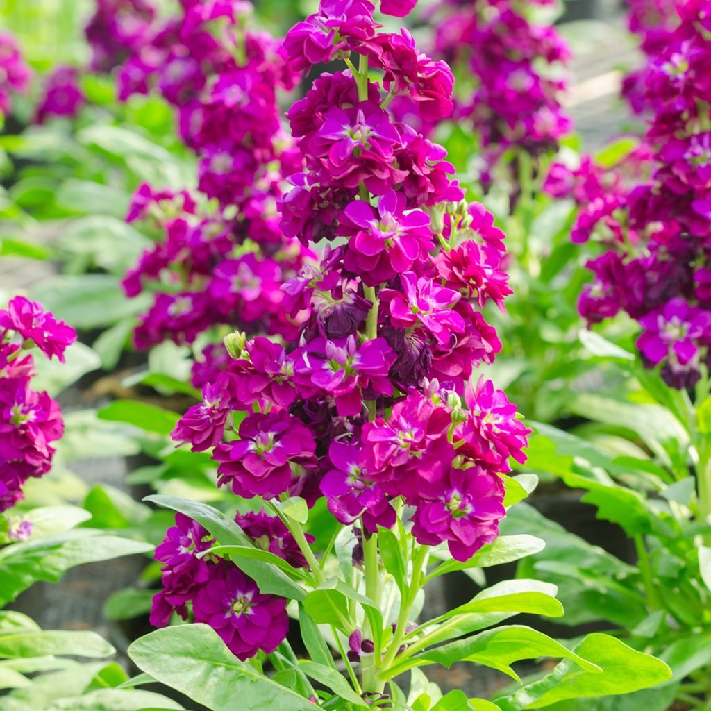 Matthiola incana Anytime Formula Mix - Alhelí