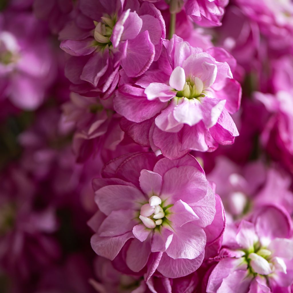 Matthiola incana Anytime Formula Mix - Alhelí