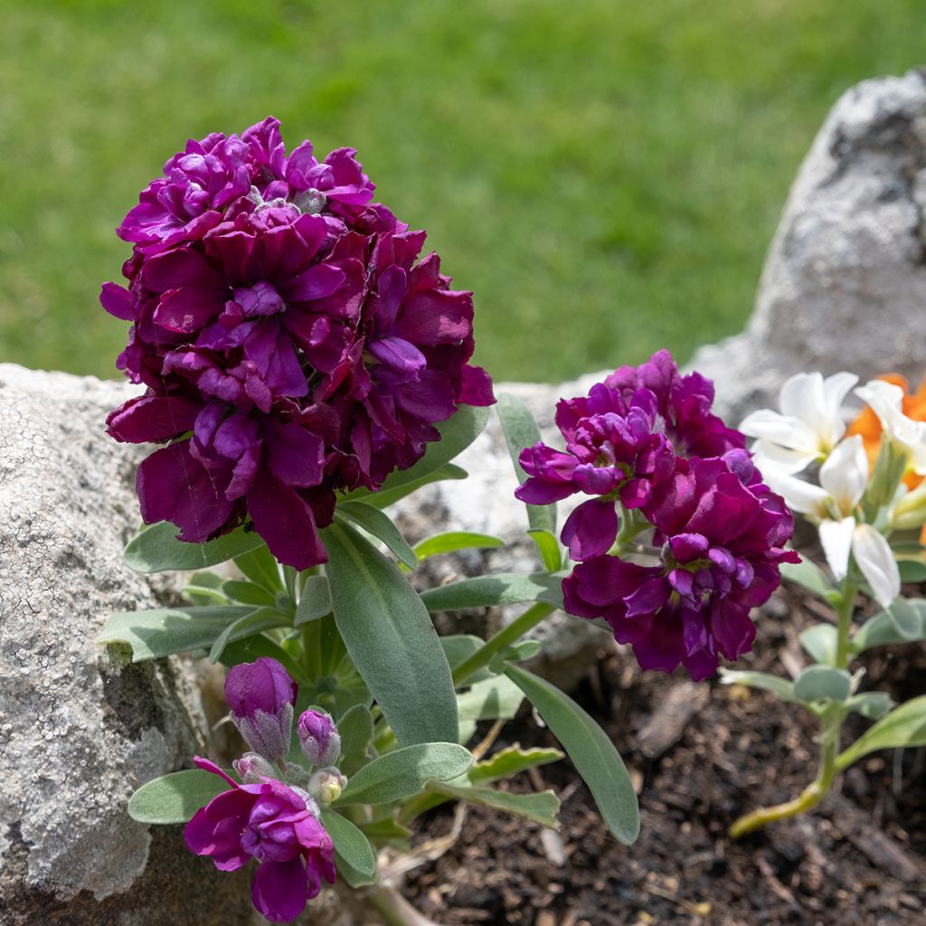 Matthiola incana Anytime Formula Mix - Alhelí