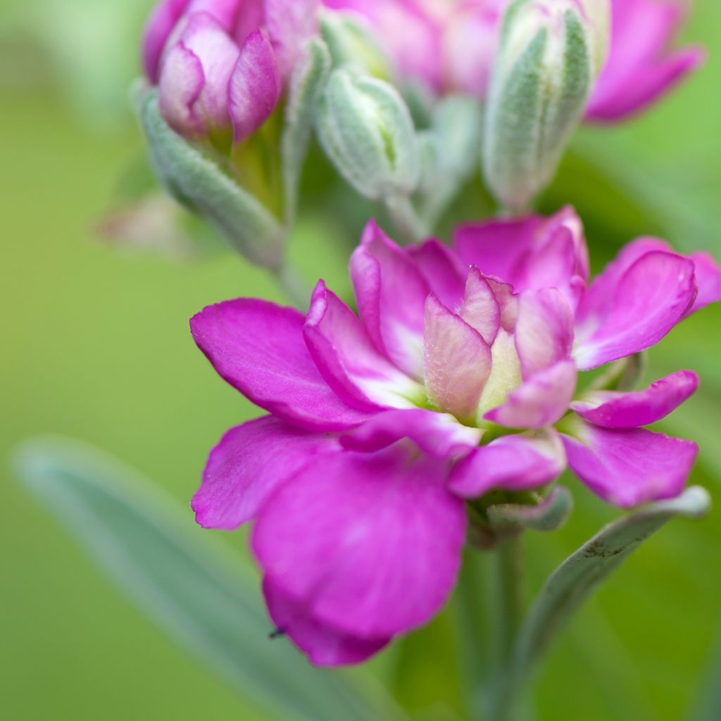 Matthiola incana Anytime Formula Mix - Alhelí