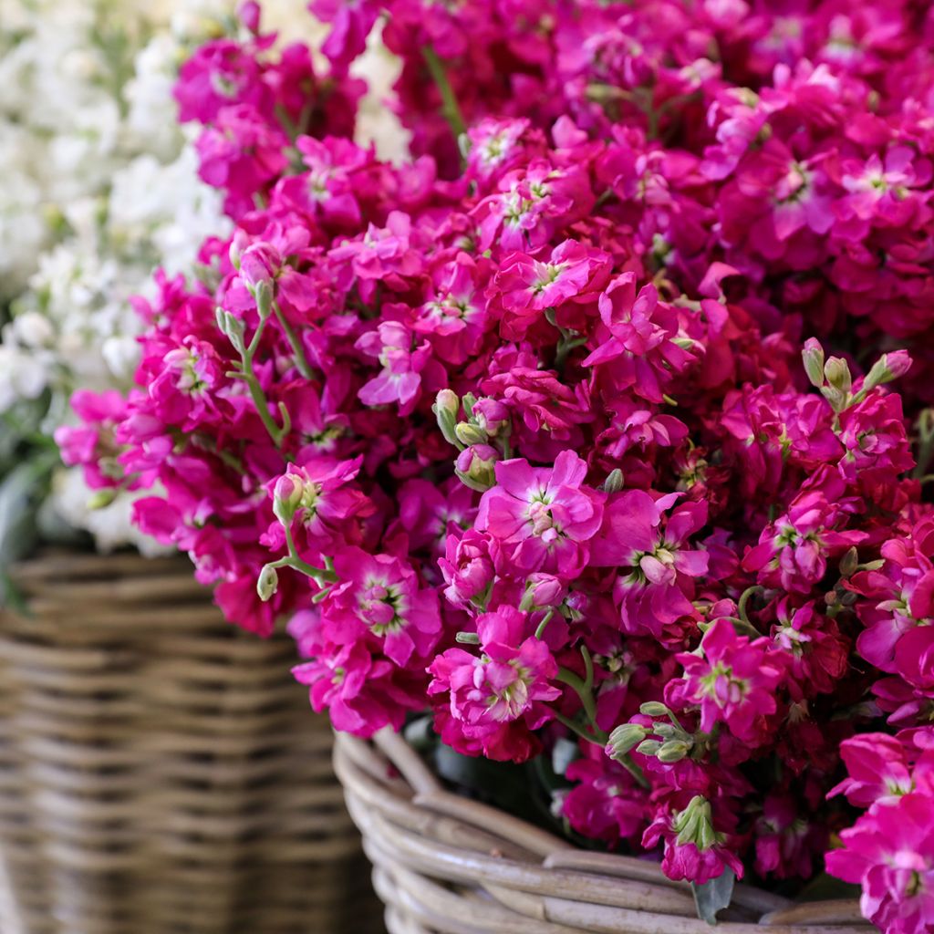 Matthiola incana Anytime Formula Mix - Alhelí