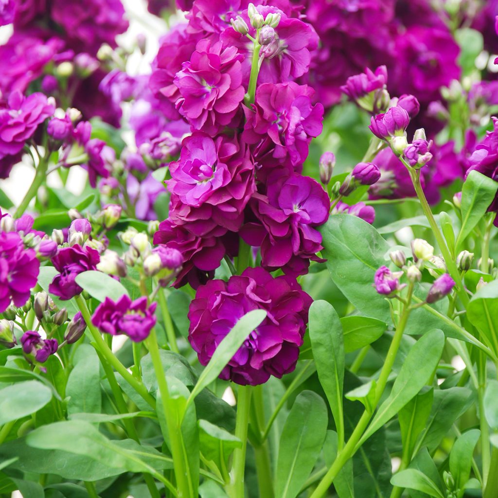 Matthiola incana Anytime Formula Mix - Alhelí