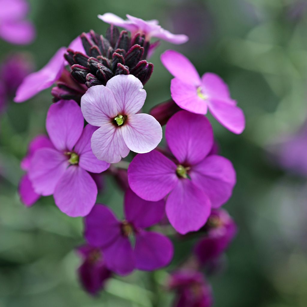 Erysimum Poem Lavender - Alhelí